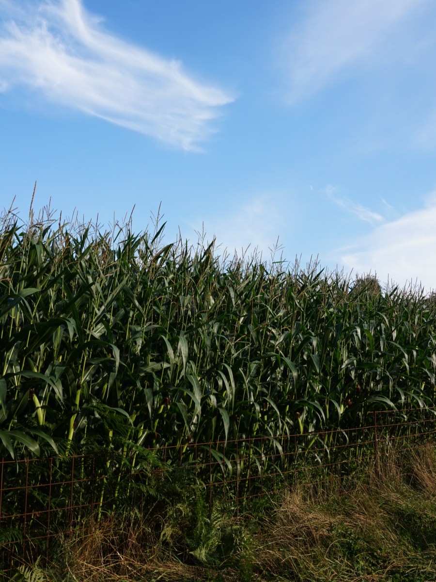 corn crop