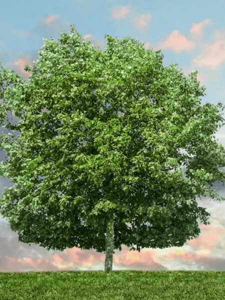 worthaus | Der Baum der Erkenntnis …