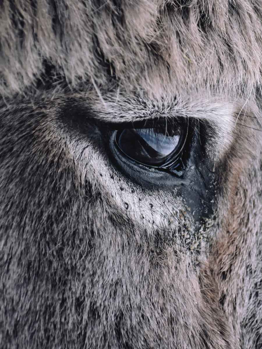 2. April | Palmsonntag 2023 | Oase-Gottesdienst