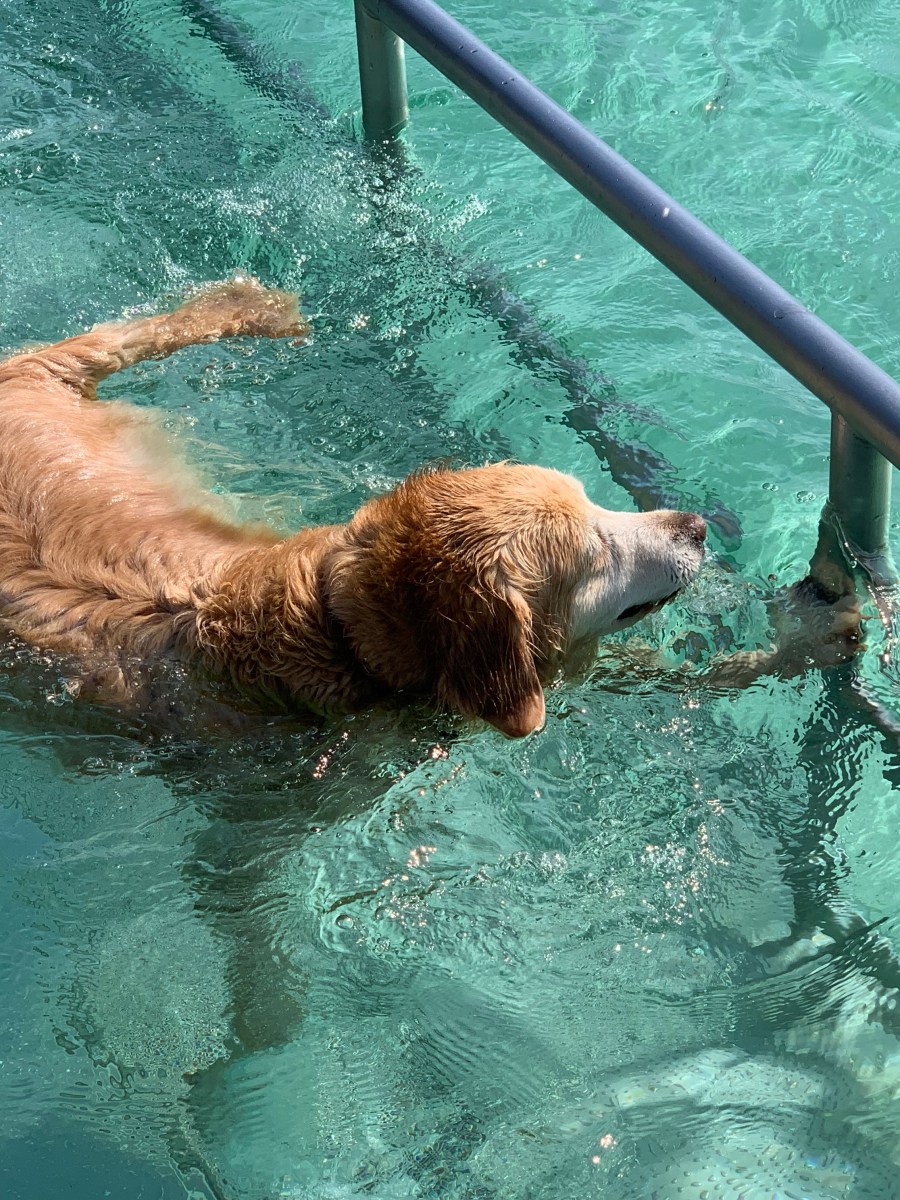 16. September 2023 | Saison-Abschluss | “Hundeschwimmen” in Urbach