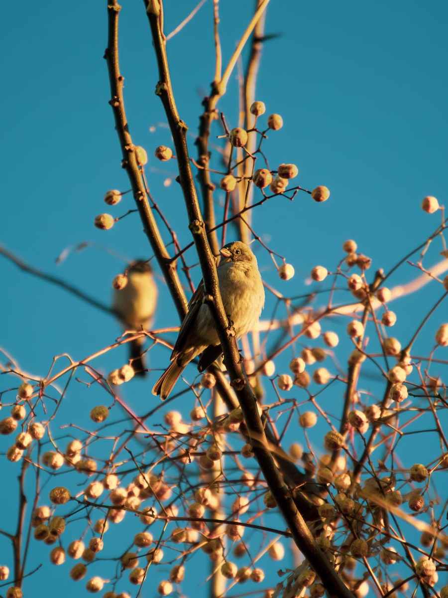 17. September 2023 | Even the sparrow has a place to lay its head …