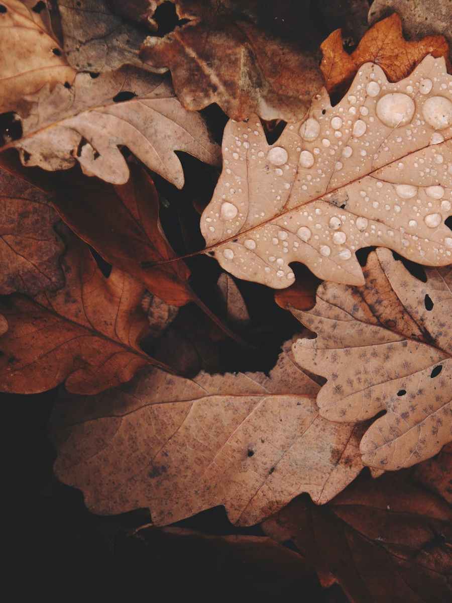 Herbst-Blues | der Sommer verabschiedet sich …