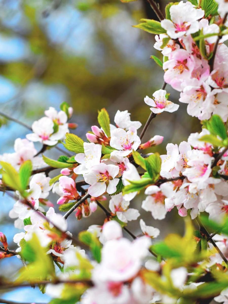 KW 14 2025 | podcasts …