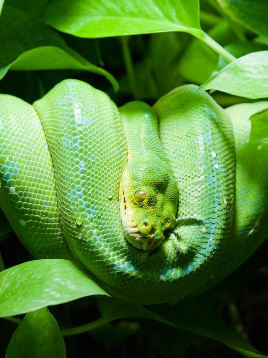 Parrhesia … | Wahrhaftigkeit in schwieriger Zeit